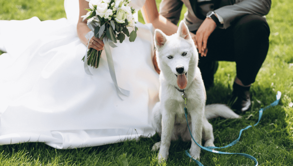 Comment annoncer son mariage de façon originale ? 2 8