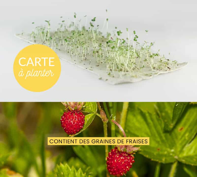 Exemple de germination d’une carte à planter avec graines de fraises